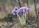 Pulsatilla patens. Куртина цветущих растений. Ленинградская обл., Лужский р-н, окр. оз. Лебевое, молодой разреженный бруснично-зеленомошный сосняк после вырубки. 01.05.2021.