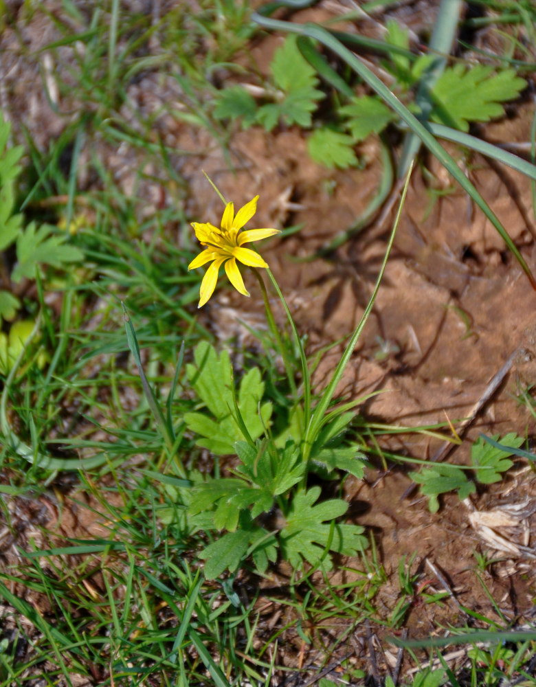 Image of genus Gagea specimen.