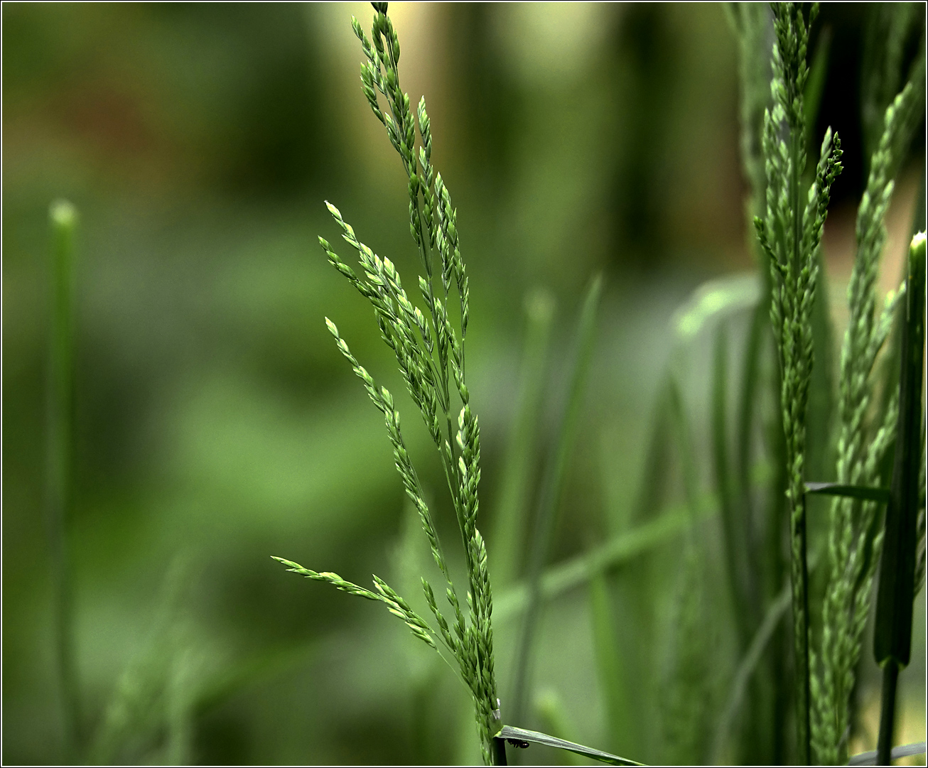 Image of genus Poa specimen.