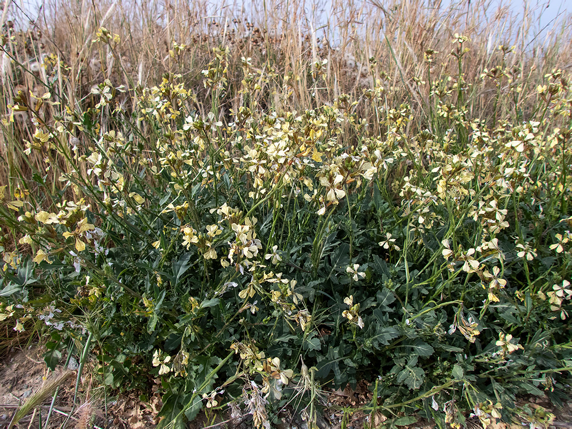 Image of Eruca sativa specimen.