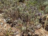 Lavandula stoechas. Зацветающие растения. Греция, Эгейское море, о. Сирос, юго-восточное побережье, возле грунтовой дороги на высоком берегу. 20.04.2021.
