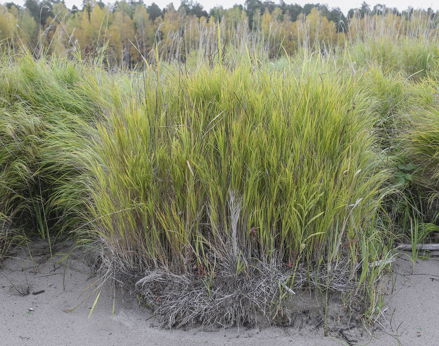 Image of Glyceria maxima specimen.