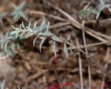 Epilobium canum