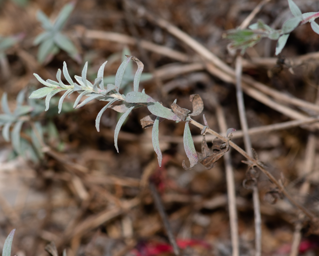 Изображение особи Epilobium canum.