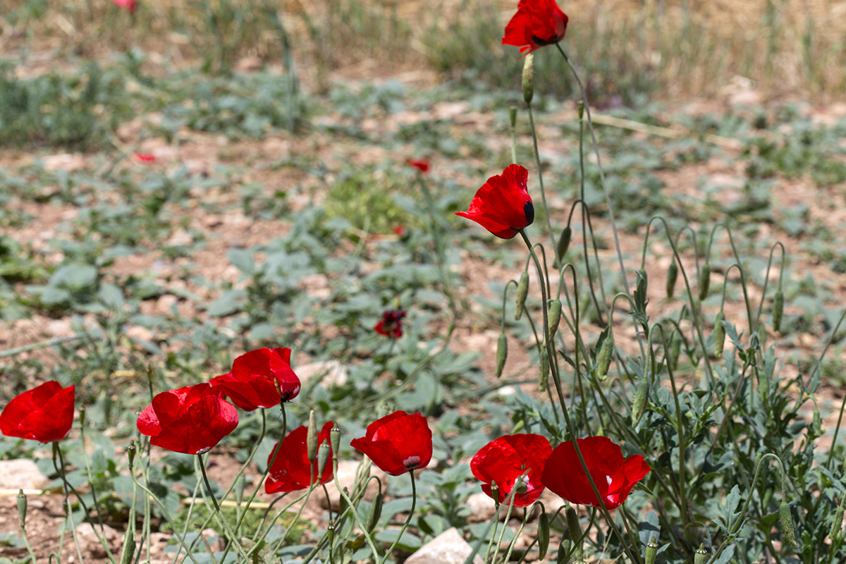 Image of genus Papaver specimen.