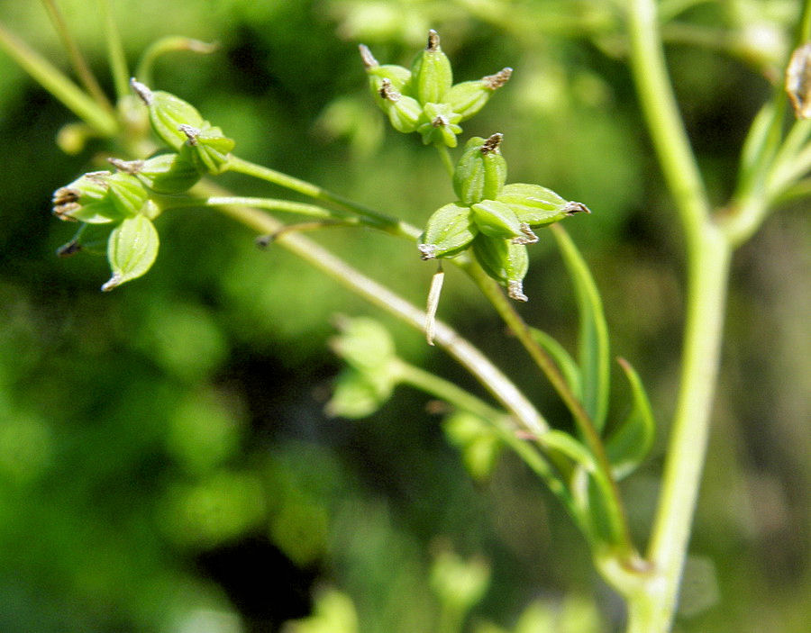 Image of Thalictrum amurense specimen.