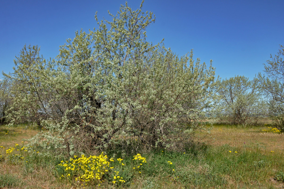 Image of Elaeagnus angustifolia specimen.