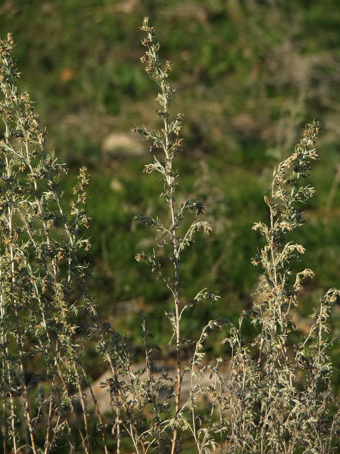 Image of Artemisia austriaca specimen.