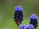 Muscari leucostomum