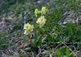 genus Primula. Цветущие растения. Дагестан, Гунибский р-н, природный парк \"Верхний Гуниб\", ≈ 1800 м н.у.м., субальпийский луг. 04.05.2022.