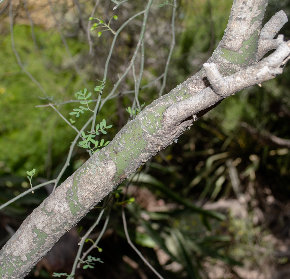 Image of Parkinsonia florida specimen.