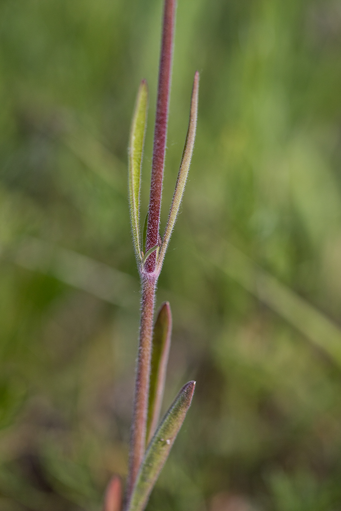 Image of Silene wolgensis specimen.