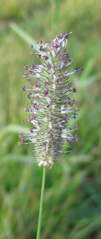 Image of Phleum pratense specimen.