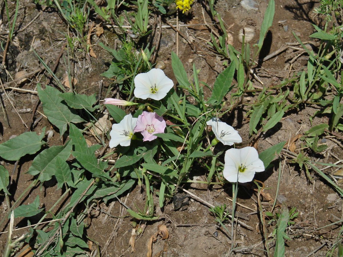 Изображение особи Convolvulus arvensis.