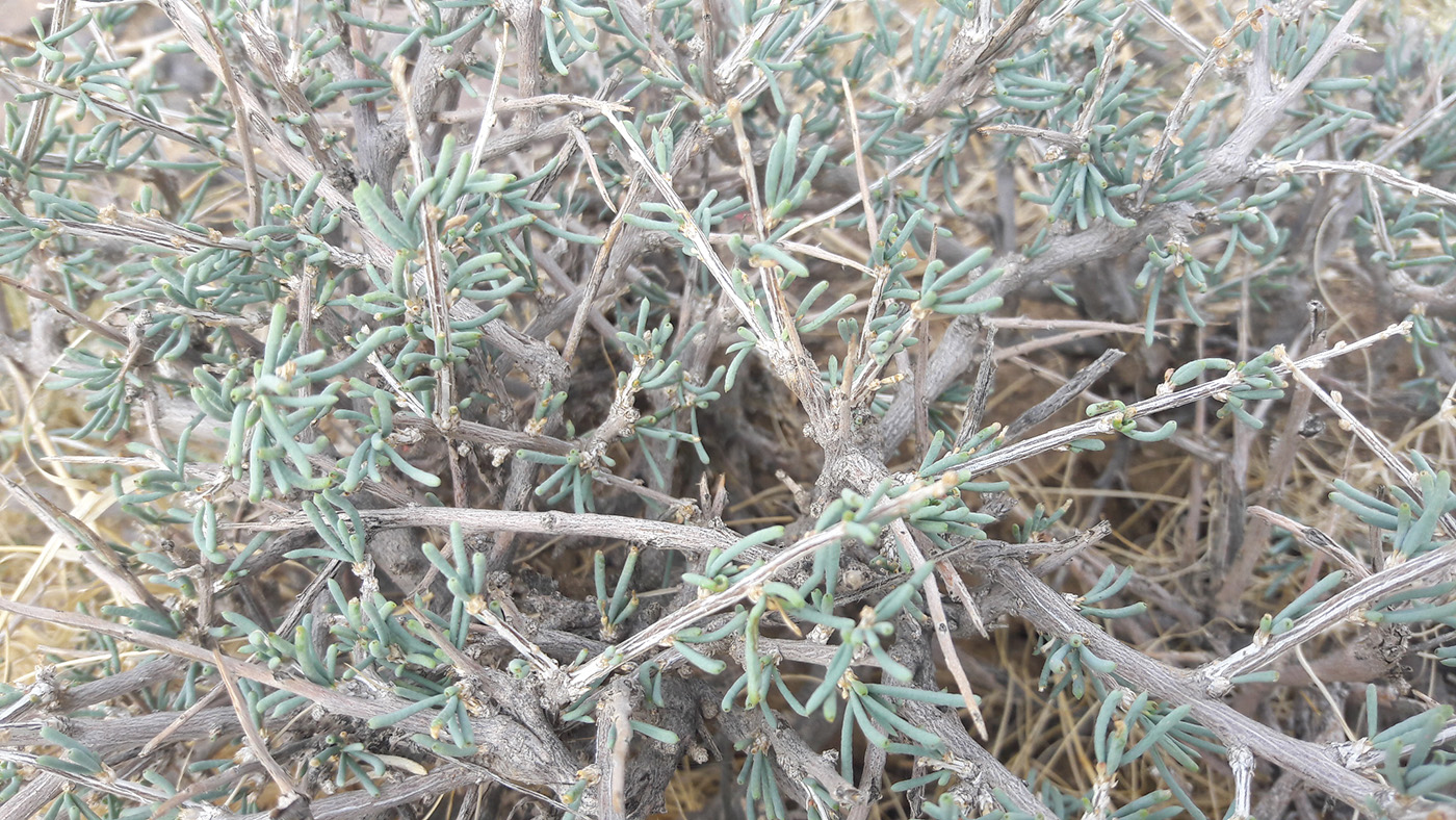 Изображение особи Salsola laricifolia.