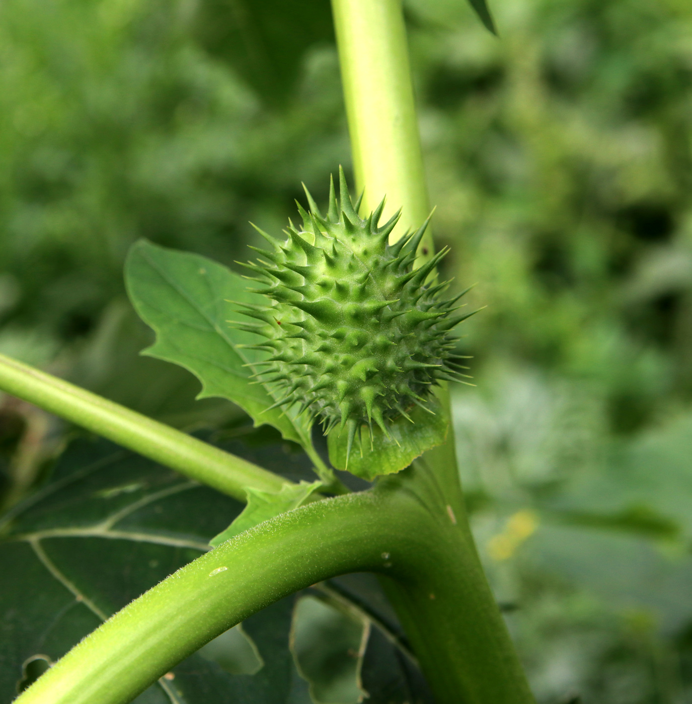 Image of Datura stramonium specimen.