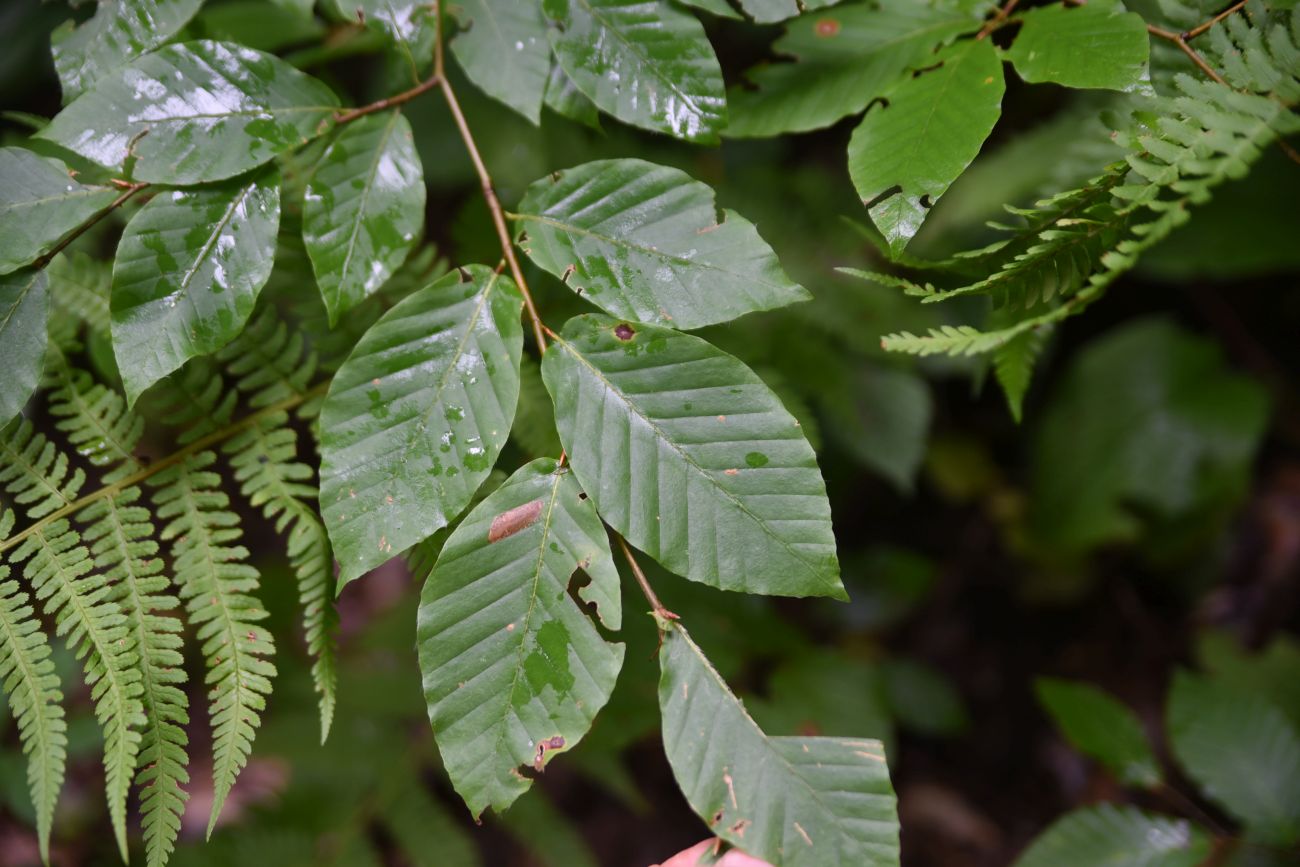 Изображение особи Fagus orientalis.