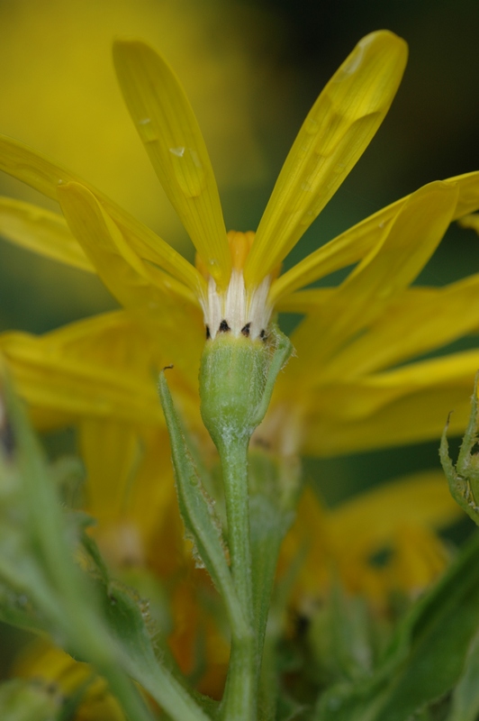 Изображение особи Senecio nemorensis.