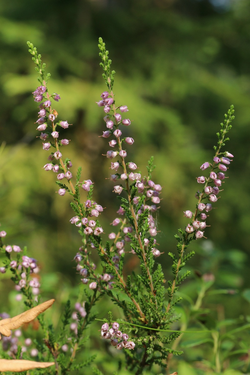 Image of Calluna vulgaris specimen.