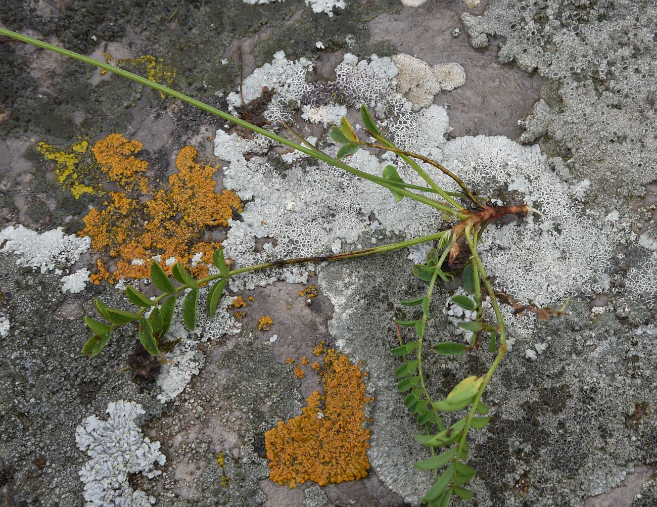 Image of genus Onobrychis specimen.