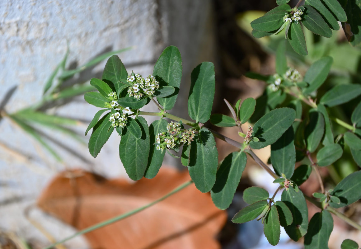 Изображение особи Euphorbia hypericifolia.