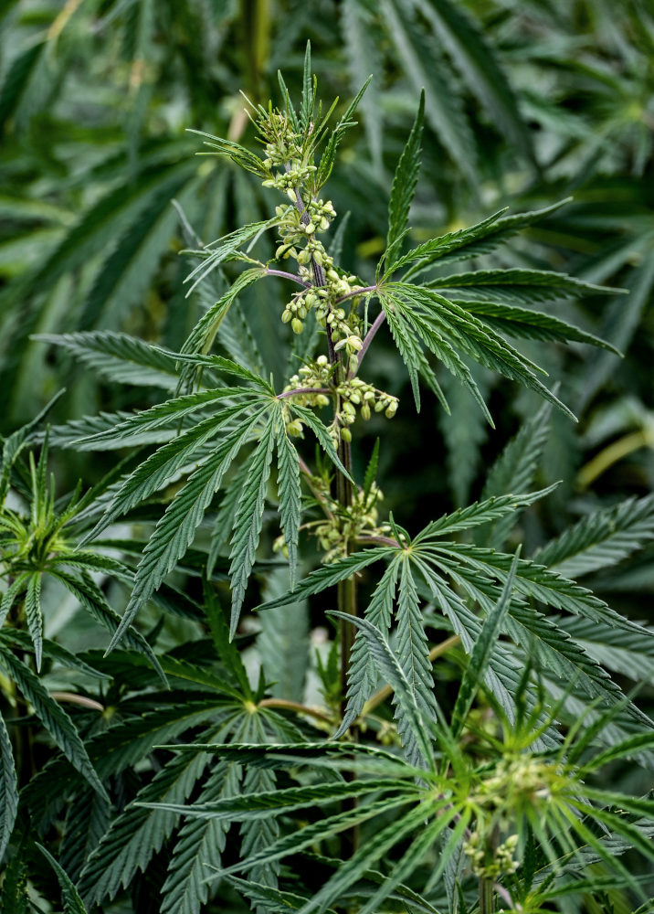 Image of Cannabis sativa var. spontanea specimen.