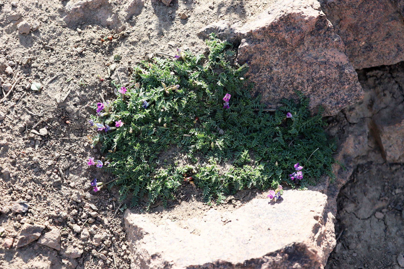 Image of Oxytropis savellanica specimen.