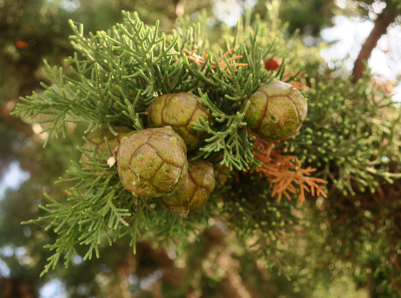 Image of Cupressus sempervirens specimen.