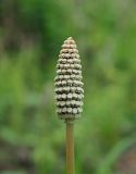 Equisetum sylvaticum