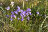 Campanula rotundifolia. Цветущие растения. Мурманская обл., п-ов Средний, побережье Большой Волоковой губы, разнотравный приморский луг. 12.07.2023.