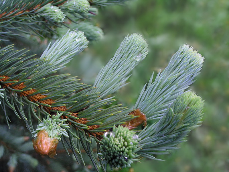 Image of Picea pungens f. glauca specimen.