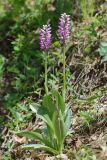 Orchis simia. Цветущие растения (высота наибольшего растения — 50 см). Дагестан, Карабудахкентский р-н, окр с. Агачаул, хр. Нарат-Тюбе, на склоне оврага в дубовом лесу, ок. 200 м выс., н. у. м. 28 апреля 2023 г.