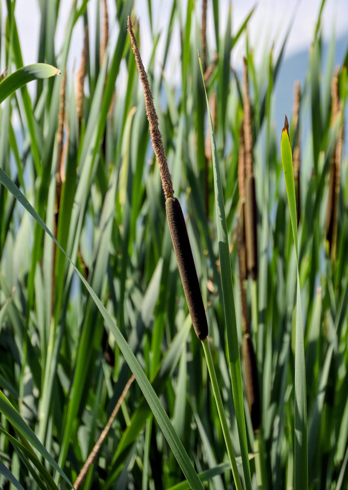 Image of Typha angustifolia specimen.