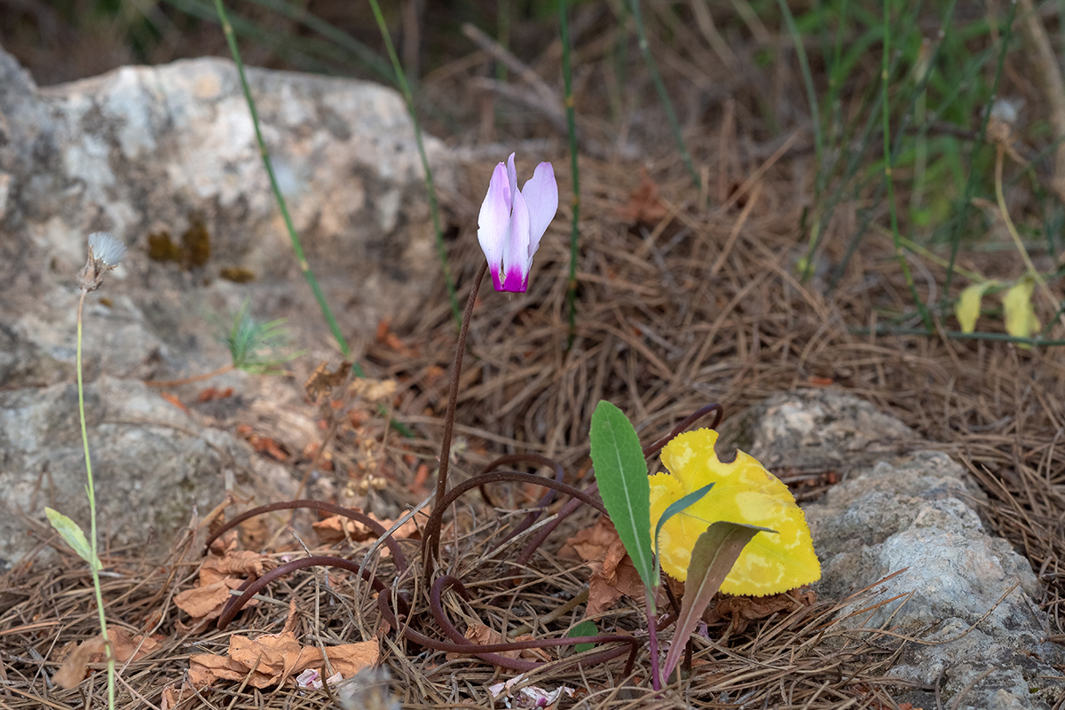 Image of Cyclamen persicum specimen.