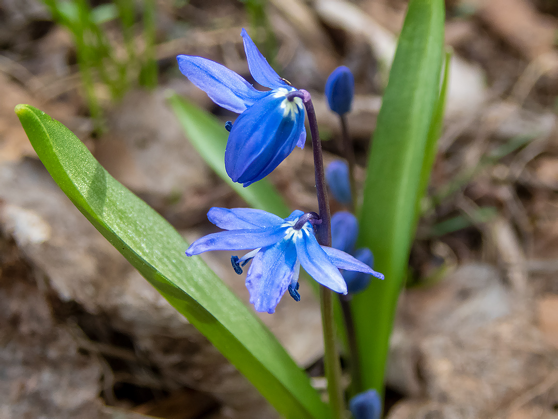 Image of Scilla siberica specimen.