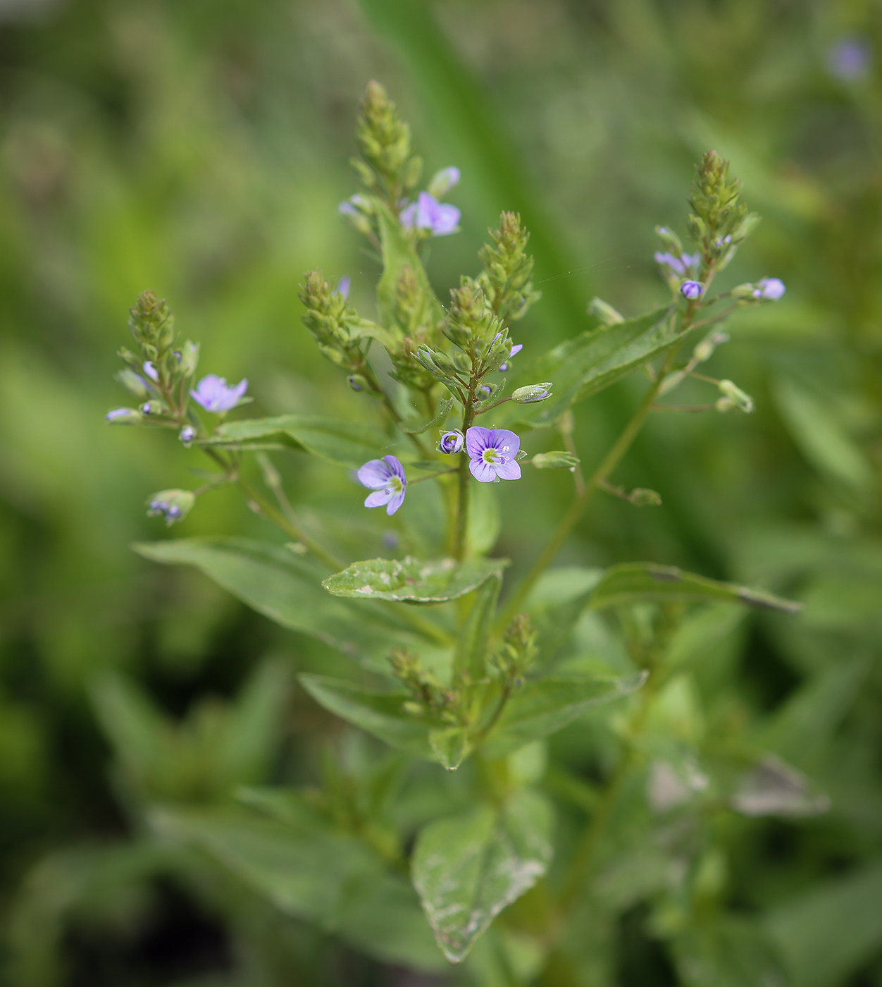 Image of Veronica anagallis-aquatica specimen.