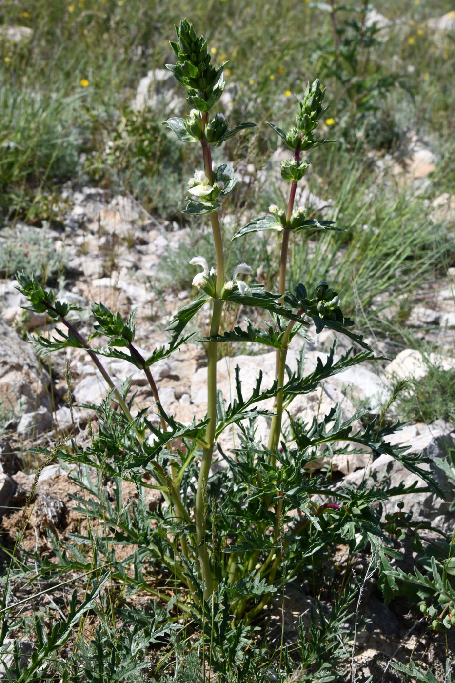 Image of Phlomoides septentrionalis specimen.