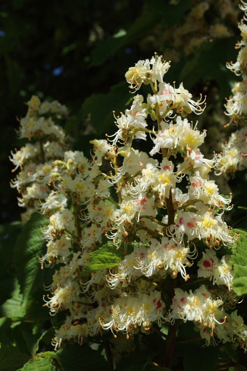 Изображение особи Aesculus hippocastanum.