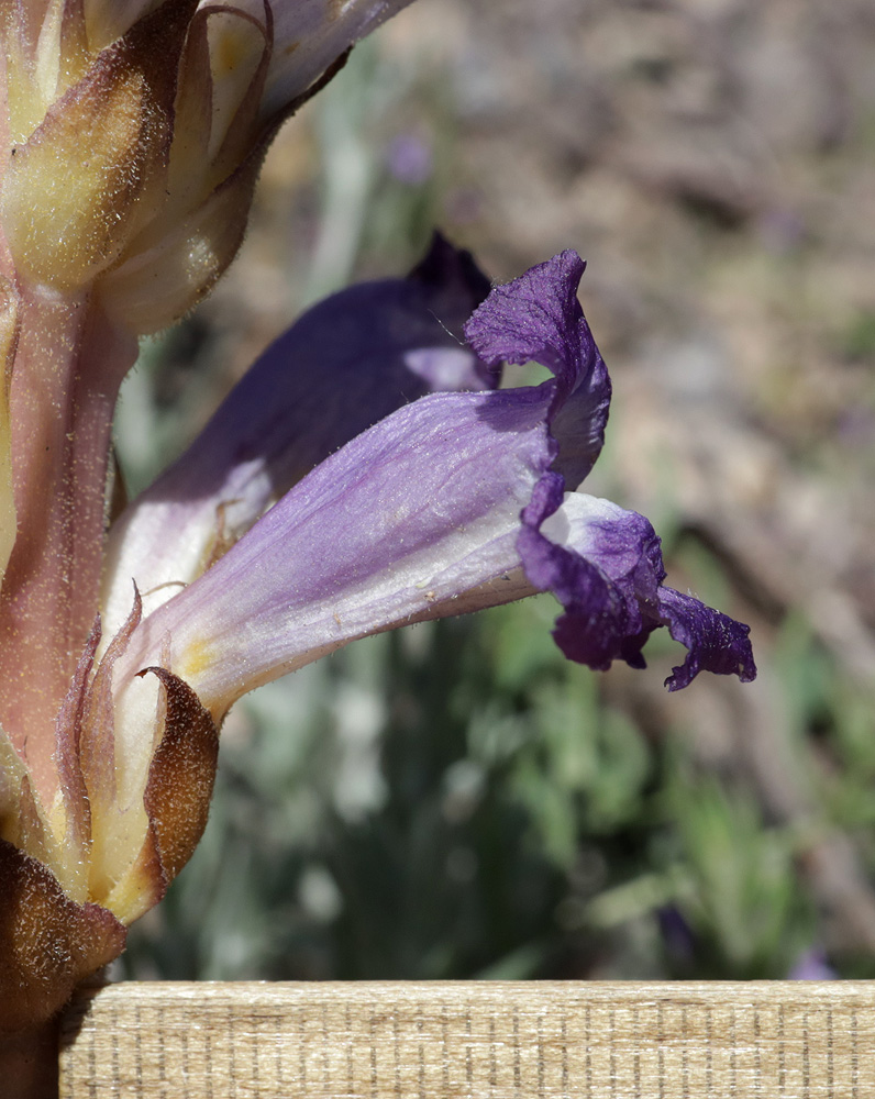 Image of Orobanche amoena specimen.