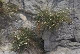 Erigeron karvinskianus. Цветущие и плодоносящие растения. Крым, г. Ялта, русло р. Учан-Су, на стене. 07.07.2024.