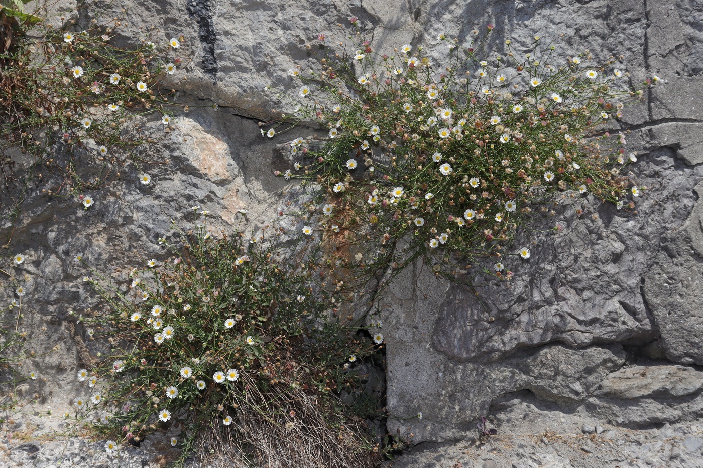 Изображение особи Erigeron karvinskianus.