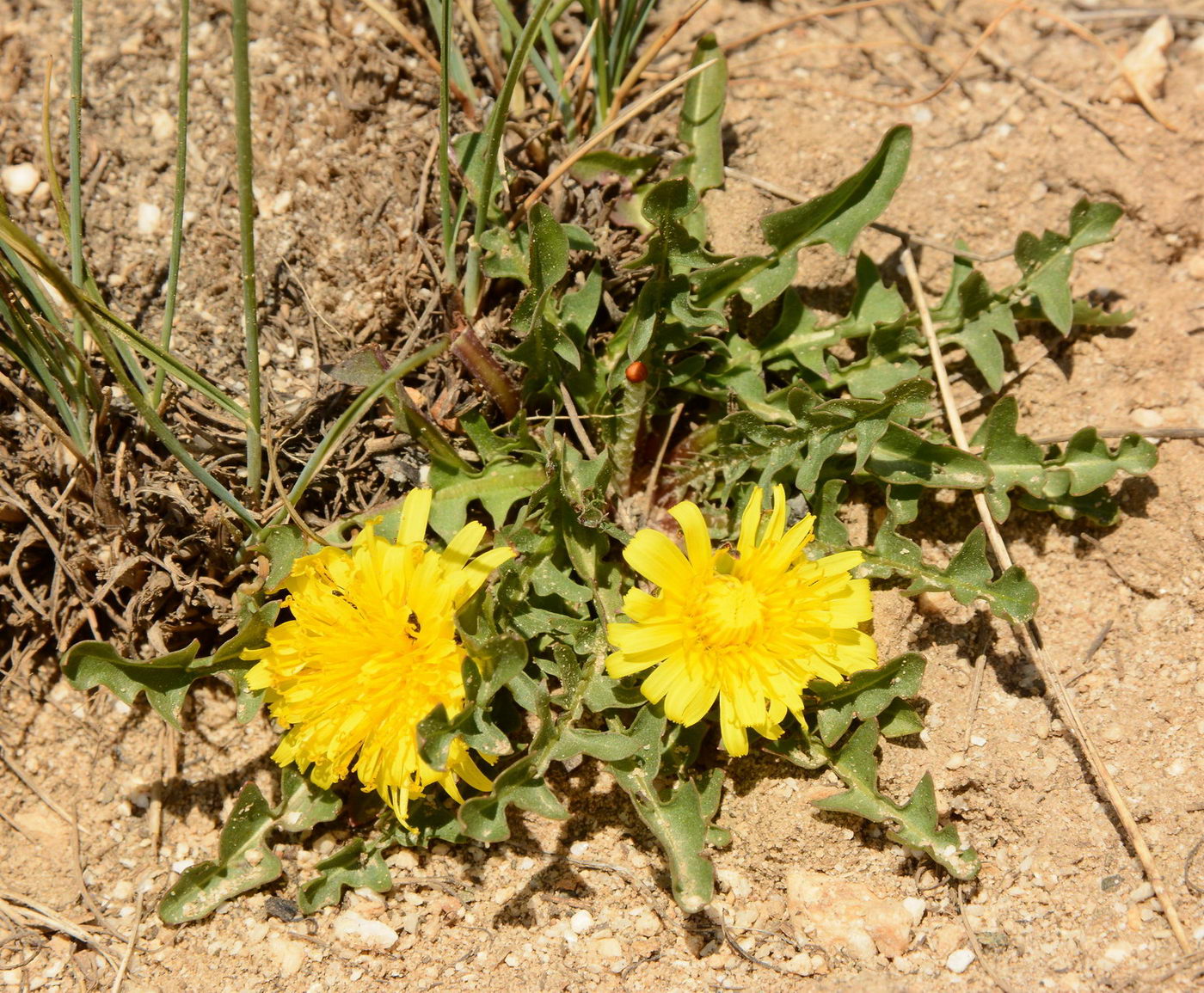 Image of genus Taraxacum specimen.