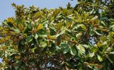 Magnolia grandiflora. Верхушки ветвей с незрелыми плодами. Крым, Алупка, в культуре. 13.08.2007.