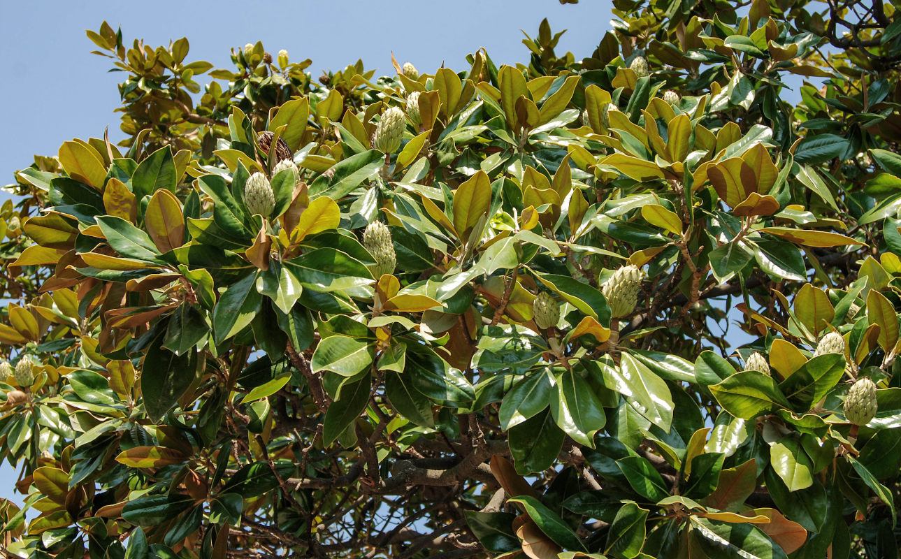 Image of Magnolia grandiflora specimen.