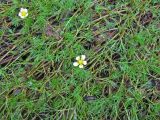 Ranunculus trichophyllus. Обсохшие побеги растения. Ярославская обл., Некоузский р-н, д. Марьино, р. Ильд. 09.07.2008.