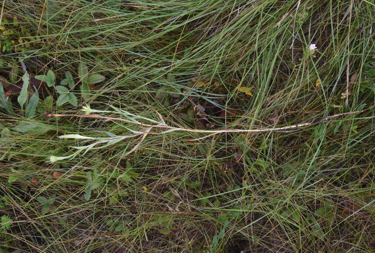 Image of genus Tragopogon specimen.