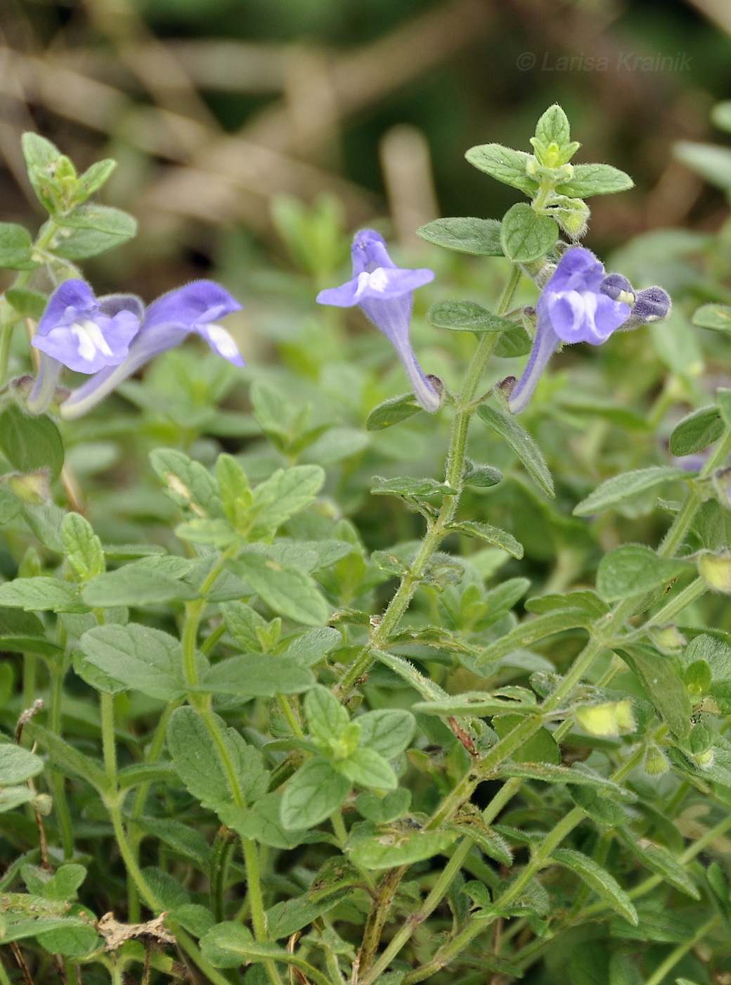 Изображение особи Scutellaria strigillosa.