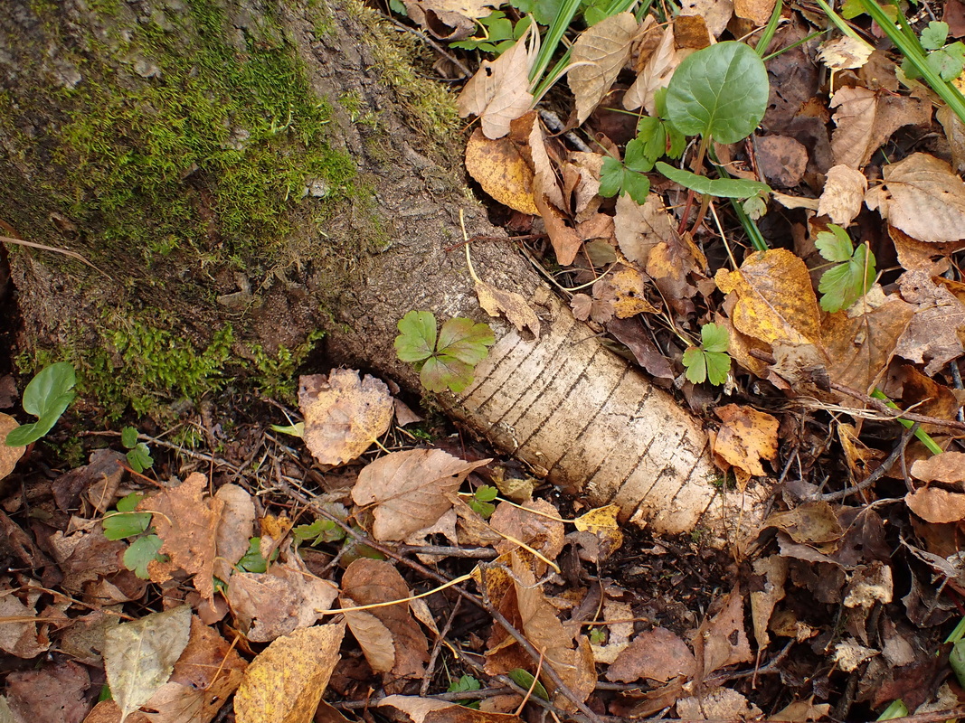 Image of Populus davidiana specimen.