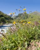 genus Hieracium. Цветущее растение. Кабардино-Балкария, Черекский р-н, долина р. Псыгансу, ≈ 2000 м н.у.м., морена. 30.07.2024.