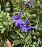 Delphinium ajacis. Цветки. Рязанская обл., Милославский р-н, окр. устья руч. Рожня, обочина грунтовой дороги. 2 августа 2024 г.